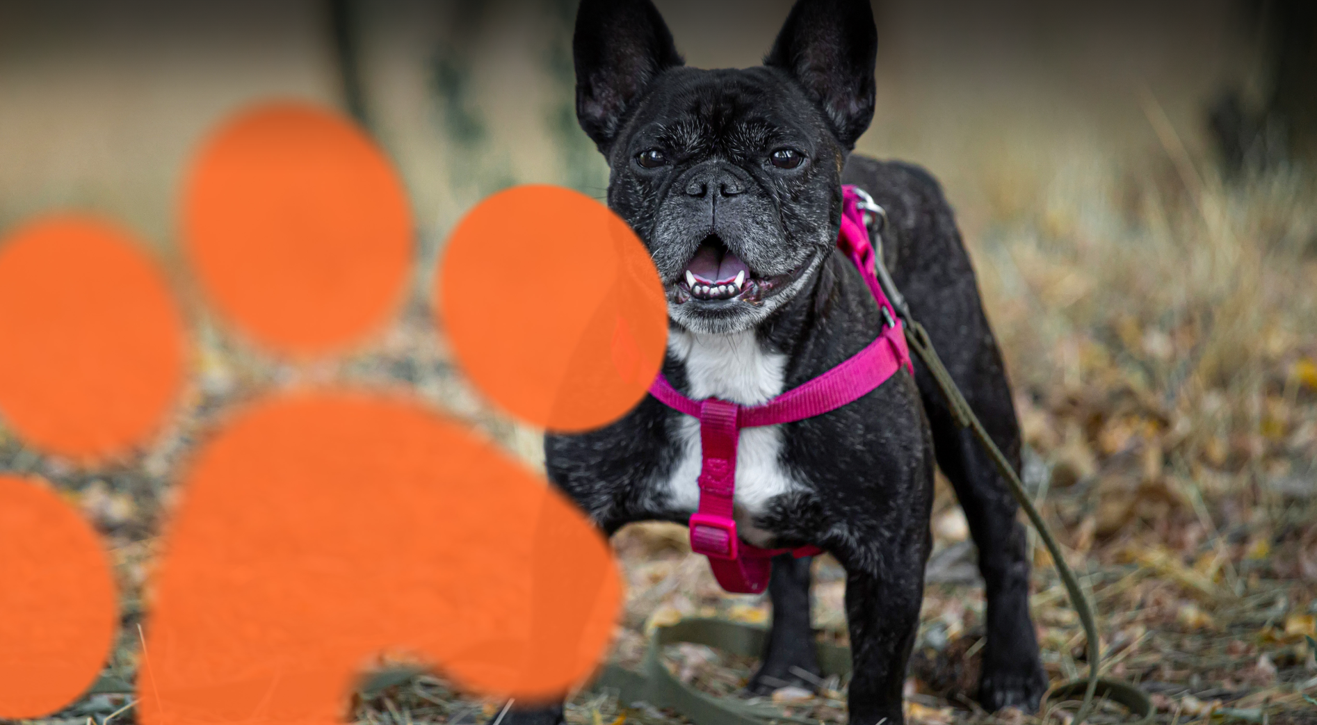 Bouncybarks store banner